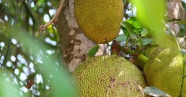 Ağaçta asılı duran Jack meyvesi. Jack meyvesi (ayrıca Jack ağacı, Artocarpus heterophyllus, nangka olarak da bilinir), İncir, dut ve ekmek meyvesi familyasından bir ağaçtır. Yüksek kalite FullHD