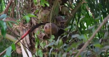 Hindistan cevizi toplarken bir adam ağaçtan hindistan cevizi toplamak için özel bir cihaz kullanır. Yüksek kaliteli FullHD görüntüler