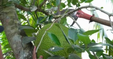 Ekmek meyvesi hasadı, erkek çiftçiler testere ile büyük bir meyve kesiyorlar. Yüksek kaliteli FullHD görüntüler