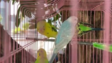 Yerel evcil hayvan dükkanında renkli ve geveze papağanlarla tanışın. Yüksek kalite 4k görüntü