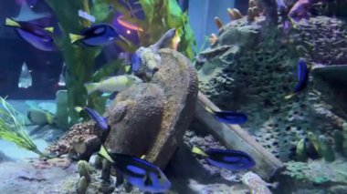 Vietnam 'daki Oceanarium VinWonders Phu Quoc lunapark turistleri. Phu Quoc Adası, Vietnam 06.19.2024 