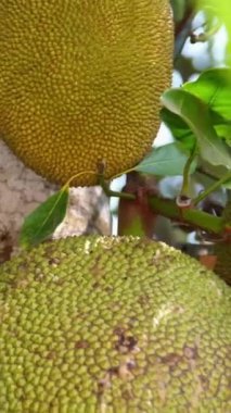 Masanın üzerinde duran ekmek meyvesinin yakın çekim derisi. Kesik bir yerden bir damla meyve suyu damlatıyor. Yüksek kaliteli FullHD görüntüler