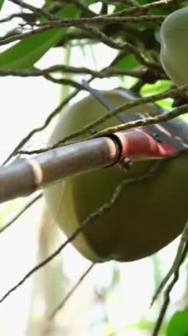 Yavaş hareket eden Asyalı çiftçi küçük ve kısa hindistan cevizlerini, kokulu suyu ve yumuşak eti içecek veya hindistan cevizi olarak satmak için mükemmel olan kesme bıçağı kullanarak topluyor. Meyve suyu..