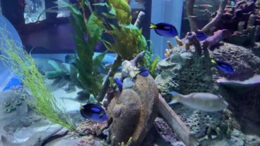 Vietnam 'daki Oceanarium VinWonders Phu Quoc lunapark turistleri. Phu Quoc Adası, Vietnam 06.19.2024 