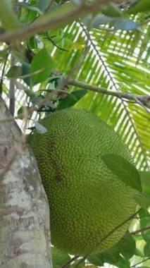 Artocarpus heterophyllus Jackfruit bir meyve ağacında asılı duruyor. Yüksek kaliteli FullHD görüntüler
