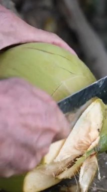 Asyalı bir adam et ve suyu çıkarmak için fildişi bir hindistan cevizini palayla kırıyor ya da açıyor. Hindistan cevizi suyu ayır