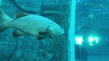 Vietnam 'daki Oceanarium VinWonders Phu Quoc lunapark turistleri. Phu Quoc Adası, Vietnam 06.19.2024 