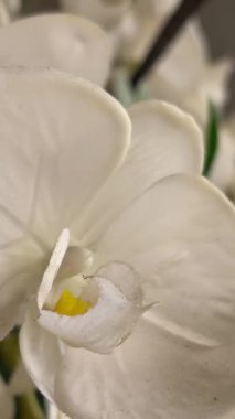 Arka planda bulanıklık olan güzel orkideleri kapat. Evde yetişen bitkiler. Bir buket beyaz orkide.