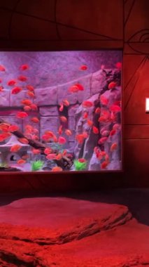 Vietnam 'daki Oceanarium VinWonders Phu Quoc lunapark turistleri. Phu Quoc Adası, Vietnam 