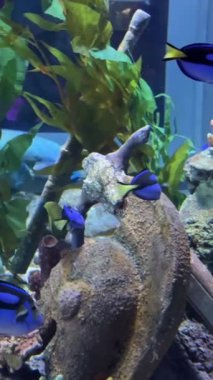 Vietnam 'daki Oceanarium VinWonders Phu Quoc lunapark turistleri. Phu Quoc Adası, Vietnam 