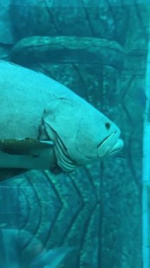 Vietnam 'daki Oceanarium VinWonders Phu Quoc lunapark turistleri. Phu Quoc Adası, Vietnam 