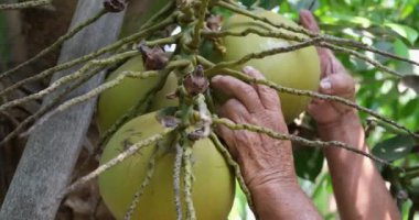 Hindistan cevizi ağacında yeşil hindistancevizi, Tayland 'daki Asyalı çiftçilerin bahçesinde hindistan cevizi demeti ağaçta. Yüksek kalite 