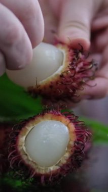 Taze sağlıklı kırmızı rambutan meyve yığını yerel çiftçi pazarında sergileniyor. Taze hasat edilmiş Rambutan meyvesi görüntüleri. Taze rambutan meyvesini açarken yakınlaş.