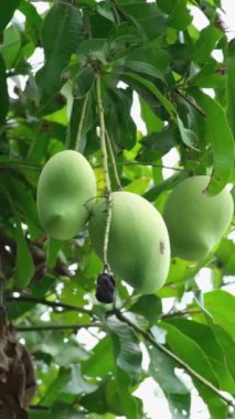 Ağaçta asılı yeşil mango meyveleri. Ağaçta asılı duran olgun mango meyveleri. Yumuşak mango. Bir sürü meyve ve yeşil yapraklı büyük mango ağacı. Dikey video, yüksek kaliteli FullHD görüntüler