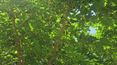 Ağaç dallarında dut, güneş ışınlarında. Yüksek kalite 4k görüntü