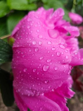 Arka bahçede pembe çiçek. Yağmurda şakayık çiçeği, kaliteli fotoğraf.