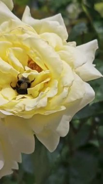 Bahçede, bir çiçekte, bir yaban arısı beyaz bir gül üzerinde uçar ve polen toplar. Yüksek kalite 4k görüntü