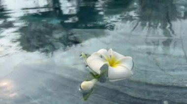Su yüzeyindeki Plumeria ya da Frangipani manzarası. Su dalgası ve çiçek gölgesi. Yüksek kalite 4k görüntü