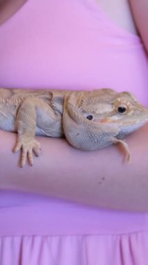 Pembe elbiseli genç bir kız kollarında canlı bir kertenkele, sakallı bir ejderha tutuyor. Tıbbi ofisteki bir kertenkeleyi işaret eden bir veterinerin yakın çekimi. Yüksek kalite 4k görüntü