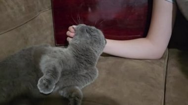 İskoç kedisi kanepede yatıyor. Yüksek kalite 4k görüntü