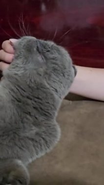 İskoç kedisi kanepede yatıyor. Yüksek kalite 4k görüntü