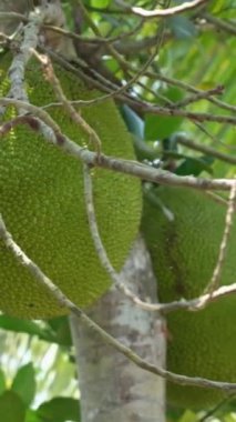 Jackfruit ağacında yetişen koca bir meyve, ağaçta sallanan bir sürü olgunlaşmamış meyve, çiftlikteki Jackfruit çiftliği. Yüksek kaliteli FullHD görüntüler