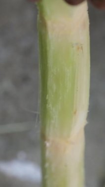 Bir parça taze şeker kamışı ve beyaz arka planda bir yığın şeker. Yüksek kaliteli FullHD görüntüler