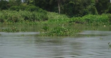 Durgun bir gölette ördek yosunu ve Wolffia arasında yüzen su bitkisi Pistia stratiotları. Yüksek kalite 4k görüntü