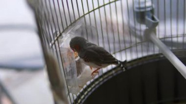 Finch hayvanat bahçesinde kilitli kafeste cıvıldıyor. Vahşi kuş türleri bulanık arka planda esaret altında şarkı söyler. Farklı renklerde uçan bir hayvan.