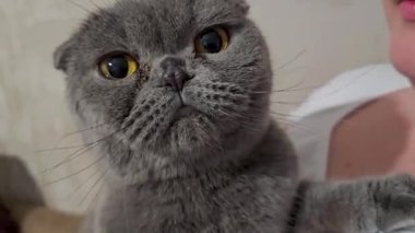 Güzel, sarkık kulaklı bir kedi bir adamın kucağına oturur ve etrafa bakar. Sevimli hayvan. Yüksek kalite 4k görüntü