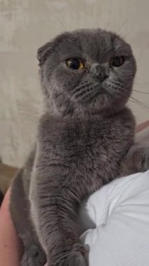 Güzel, sarkık kulaklı bir kedi bir adamın kucağına oturur ve etrafa bakar. Sevimli hayvan. Yüksek kalite 4k görüntü