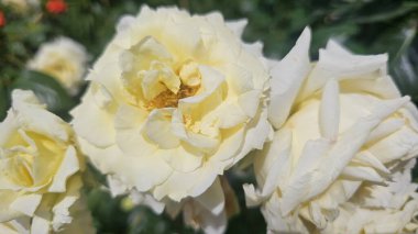 Bahçede güzel beyaz güller, yakın plan. Yüksek kalite fotoğraf