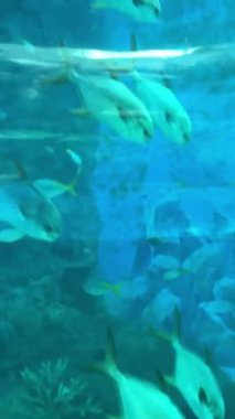 Resifli okyanus tankı, karanlık bölge, renkli balıklar, köpekbalıkları ve tanklar. Okyanusta Beyaz Köpekbalığı..