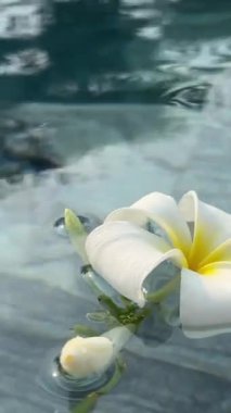 Su yüzeyindeki Plumeria ya da Frangipani manzarası. Su dalgası ve çiçek gölgesi. Yüksek kalite 4k görüntü