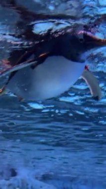 Penguenler, Deniz 'in berrak sularında yüzen Macellan Penguenleri' nin botunda yüzüyorlar. Su altında. Yüksek kalite 4k görüntü
