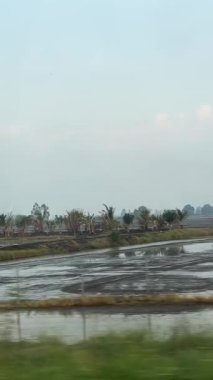 Büyük akbalıkçıl sürüsü, küçük akbalıkçıl, ev serçesi ve mina sürüsü hasat edildikten sonra çeltik tarlasında mahsul arıyor. Dikey video, yüksek kalite 4k görüntü