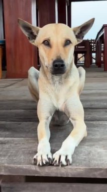 Yakışıklı genç köpek ahşap evde oturur kuyruk bekçilerini sallar balıkçı köyü Vietnamlı güçlü köpek yavrusu kameraya bakar ve suyun üzerinde sahibine rastlar. Yüksek kalite 4k görüntü