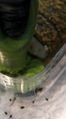 Yemek tarifi, adım adım suşi tempura. Yüksek kalite 4k görüntü