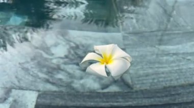 Vietnam 'da havuz kenarında beyaz taç yapraklı Frangipani Çiçekleri. Yüksek kalite 4k görüntü
