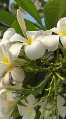 Vietnam 'da havuz kenarında beyaz taç yapraklı Frangipani Çiçekleri. Yüksek kalite 4k görüntü