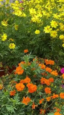 Çiçeklerin bahçesinde çeşitli rengarenk çiçekler sarı turuncu çiçekler çiçek açtı. Yüksek kalite 4k görüntü