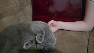 Kız yatakta oturan İskoç kedisini okşar. Gri, sarkık kulaklı kedi. Yakın plan. Yüksek kalite 4k görüntü