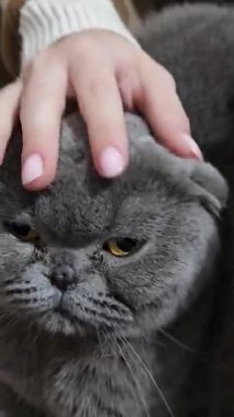 Kız yatakta oturan İskoç kedisini okşar. Gri, sarkık kulaklı kedi. Yakın plan. Yüksek kalite 4k görüntü