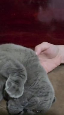 Kız yatakta oturan İskoç kedisini okşar. Gri, sarkık kulaklı kedi. Yakın plan. Yüksek kalite 4k görüntü