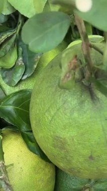 Gün ışığında ağaç dalından sarkan arge greyfurtları. Yakın plan. yeşil greyfurtlar