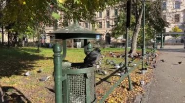 Polonya 'da Krakow sokağı kara kuzgun ya da kale kuşu bir çöp tenekesine oturur ve etrafına bakar ve sonra bir şehir parkına doğru uçar. Kuzgun çöp tenekesinde