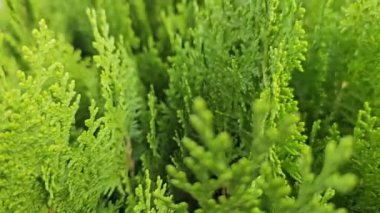 Thuja aurera Nana limon yeşili iğneleri. Yüksek kalite 4k görüntü
