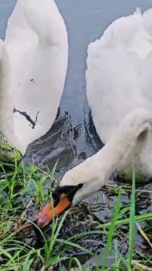 İki beyaz kuğu göl kıyısında öğle yemeği yiyor, iki kuğu yaklaşıyor, yemek için kavga ediyorlar. Yüksek kalite 4k görüntü, dikey video