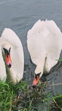 İki beyaz kuğu göl kıyısında öğle yemeği yiyor, iki kuğu yaklaşıyor, yemek için kavga ediyorlar. dikey video, yüksek kalite 4k görüntü