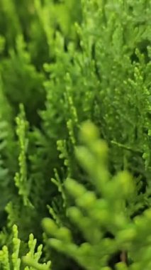 Thuja aurera Nana limon yeşili iğneleri. Yüksek kalite 4k görüntü, dikey video